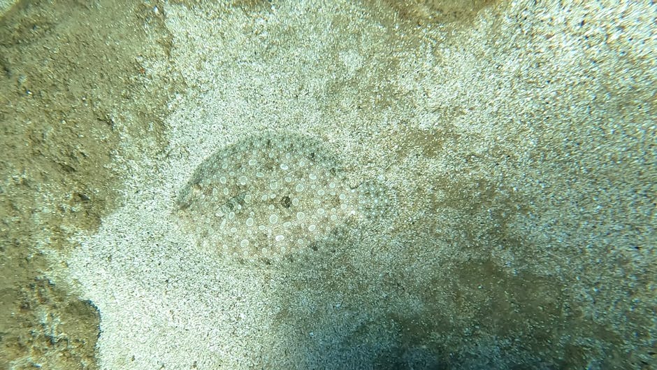 A close-up underwater photograph displaying a small, round, flat sea creature with numerous tiny white or transparent dots on its light-colored, textured body, camouflaged against the sandy ocean floo