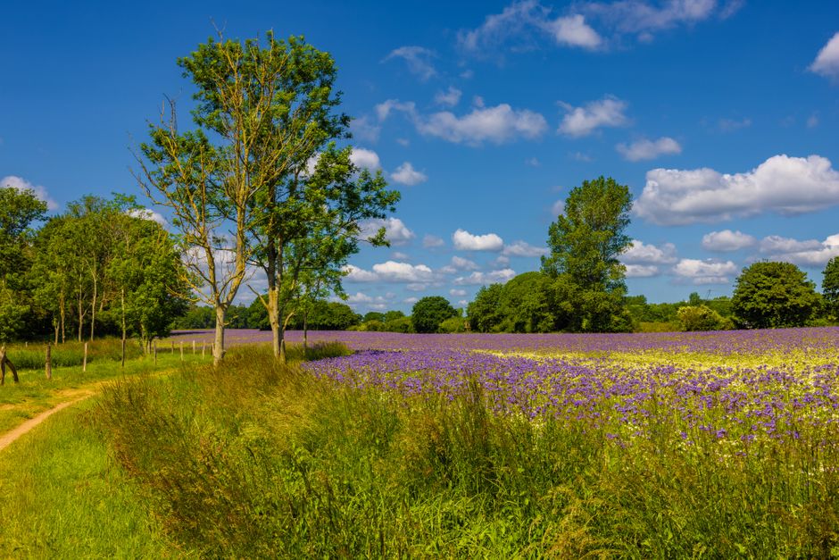A vibrant outdoor scene featuring a wide field of blooming purple and yellow flowers under a bright blue sky with scattered white clouds. Several tall, leafy green trees border the edge of the flower 