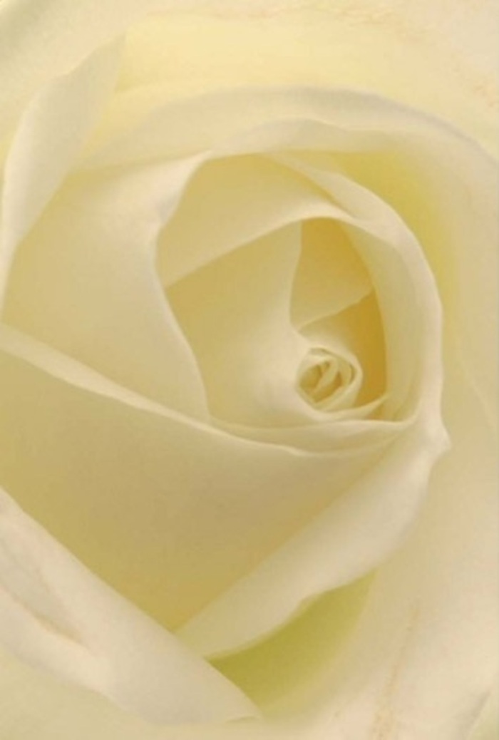 Viewed in intimate detail, this classic white rose reveals a symphony of softly layered petals, reminiscent of Cranham's quiet sophistication. Hues of ivory and cream blend seamlessly-like light drifting through a Cranham morning-filling the rose with a gentle inner glow. Every petal, smooth and silken, is arranged with deliberate artistry, suggesting purity and a quiet, resilient strength. The composition exudes tranquility, each petal a testament to the expert touch of the local Cranham florists who select the finest blooms for weddings, apologies, or romantic gifts. The spiral core appears near-perfect, a symbol of grace and resilience, while delicate transitions in shade and texture further elevate the flower's inherent beauty. In the aura that surrounds the image, one almost senses a breath of clean, soft fragrance-a signature of classic floristry in the Cranham area-making this rose uniquely suited to expressing heartfelt emotions in any setting.
